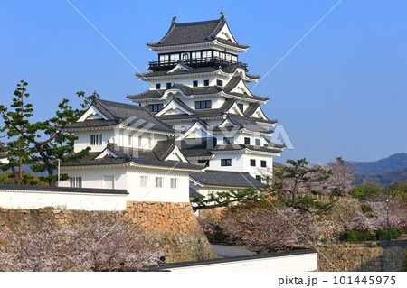 【広島県】満開の桜と復興後の福山城 101445975