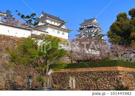 【広島県】満開の桜と復興後の福山城 101445982