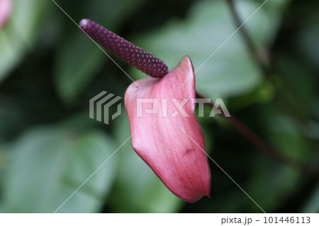 花 フラワー お花 101446113