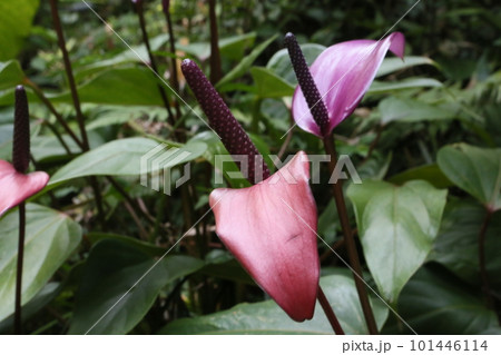 花 フラワー お花 101446114