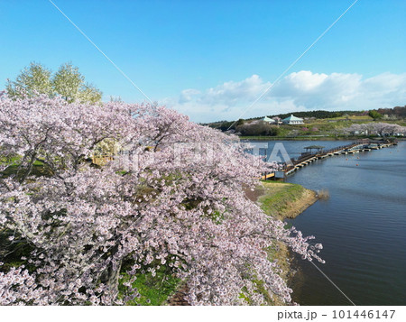 満開の平筒沼の桜 空撮 満開の平筒沼の桜 空撮 101446147