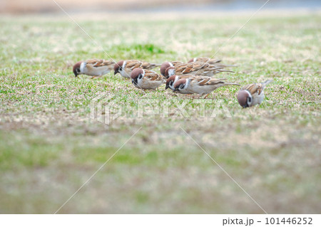 芝生の上でついばむスズメの群れ 101446252