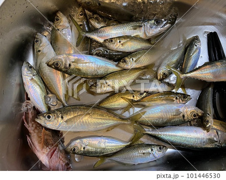 シンクいっぱいに釣れた鯵 シンクいっぱいに釣れた鯵 101446530