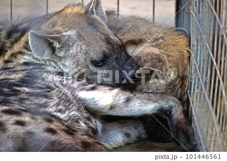 ハイエナ　香川　しろとり動物園 101446561