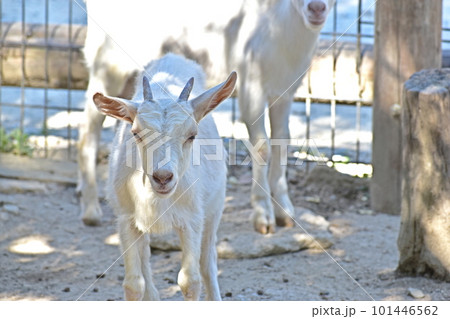 ヤギ　香川　しろとり動物園 101446562