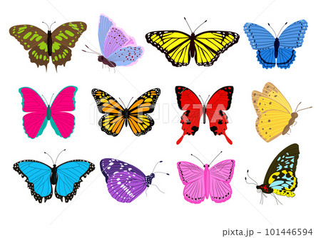 Big collection of colorful butterflies different shapes and colors. Exotic tropical insects. 101446594