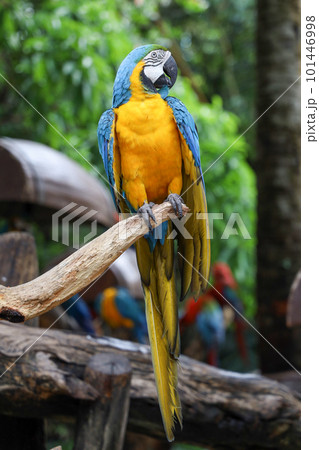 Close up the Blue and yellow macaw parrot bird in garden Close up the Blue and yellow macaw parrot bird in garden 101446998