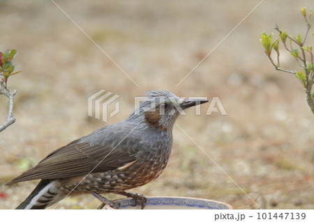 庭へ飛んできたヒヨドリ、 101447139