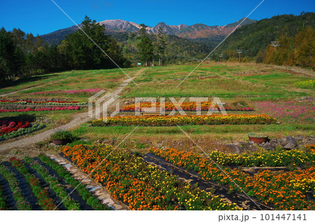 秋の御岳ロープウェイ山麓駅のお花畑 101447141
