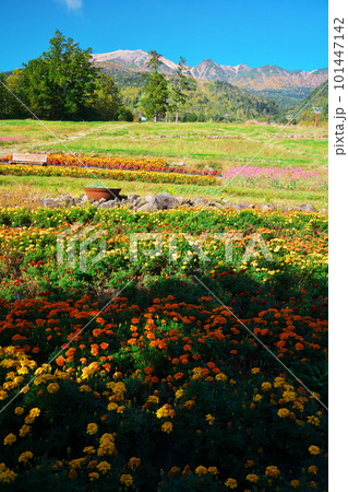 秋の御岳ロープウェイ山麓駅のお花畑 101447142