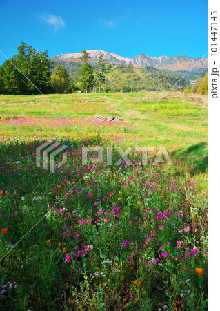 秋の御岳ロープウェイ山麓駅のお花畑 秋の御岳ロープウェイ山麓駅のお花畑 101447143