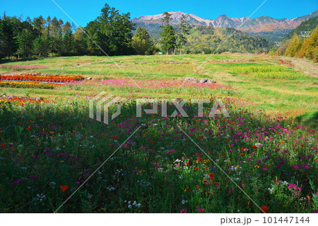 秋の御岳ロープウェイ山麓駅のお花畑 101447144