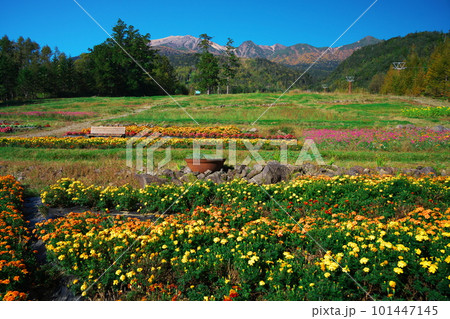 秋の御岳ロープウェイ山麓駅のお花畑 101447145