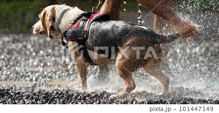 Refreshing the dog on a hot day, washing the dog with a garden hose Refreshing the dog on a hot day, washing the dog with a garden hose 101447149