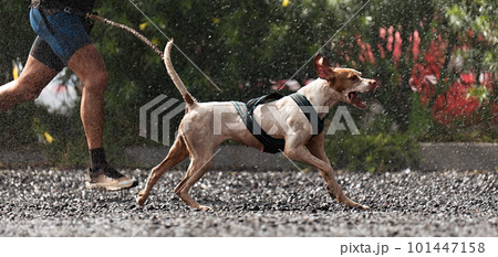 Dog and its owner taking part in a popular canicross race. Canicross dog mushing race. Outdoor sport activity. The English Pointer together with the owner 101447158