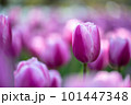 チューリップ 101447348