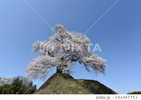 桜 101447751