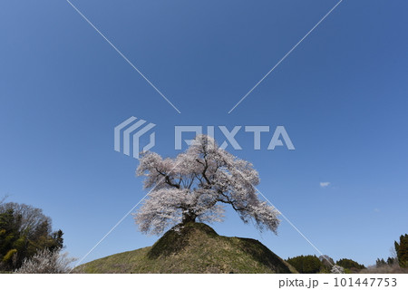 桜 101447753