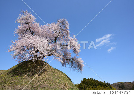 桜 101447754