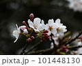 桜 101448130