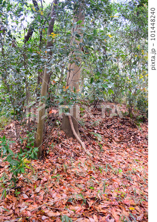 【国指定史跡】佐味田宝塚古墳 【国指定史跡】佐味田宝塚古墳 101448240