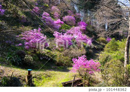 埼玉県越生町 むらさき山三つ葉つつじ園 埼玉県越生町 むらさき山三つ葉つつじ園 101448362