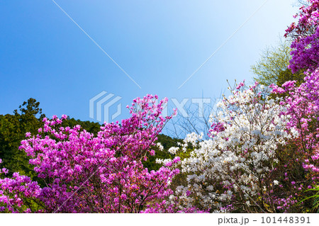 埼玉県越生町　むらさき山三つ葉つつじ園 101448391