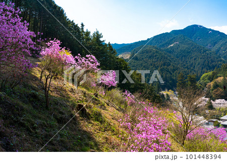 埼玉県越生町 むらさき山三つ葉つつじ園 埼玉県越生町 むらさき山三つ葉つつじ園 101448394