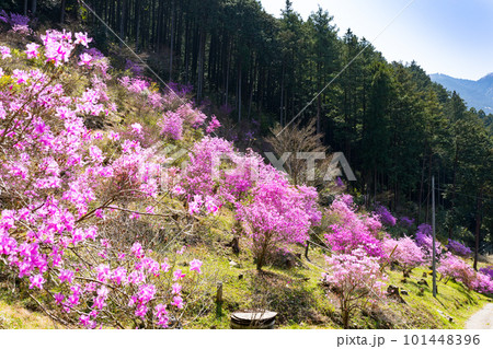埼玉県越生町　むらさき山三つ葉つつじ園 101448396