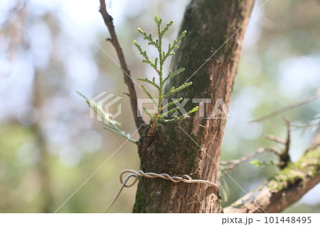オリエンタリス ヤブキリ ひのき 101448495
