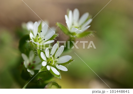 ハコベの小さい白い花 101448641