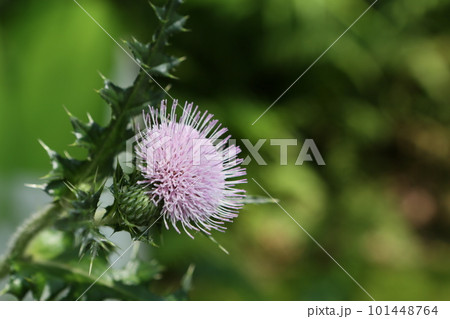 花 フラワー お花 101448764