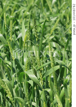 青い麦の穂 101448782