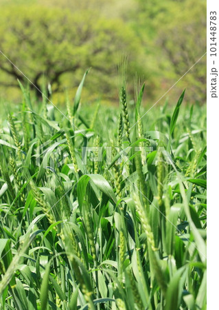 青い麦の穂 101448783