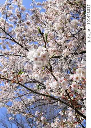 青空に映える満開の桜 青空に映える満開の桜 101448837