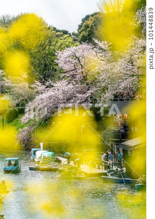 【東京都】桜満開の千鳥ヶ淵(3月) 【東京都】桜満開の千鳥ヶ淵(3月) 101448839