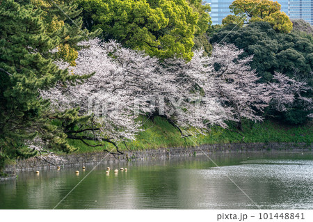 【東京都】桜満開の千鳥ヶ淵(3月) 【東京都】桜満開の千鳥ヶ淵(3月) 101448841