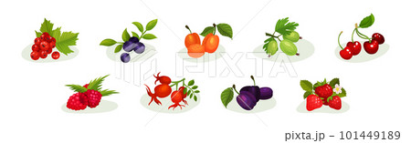 Ripe and Juicy Berries with Green Leaves Vector Set 101449189