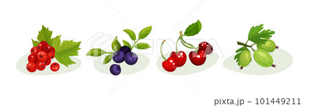 Ripe and Juicy Berries with Green Leaves Vector Set 101449211