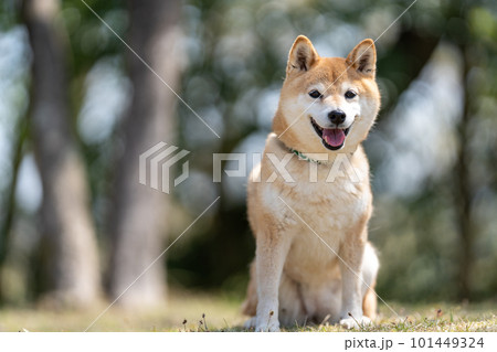 笑顔でおすわりする柴犬 笑顔でおすわりする柴犬 101449324