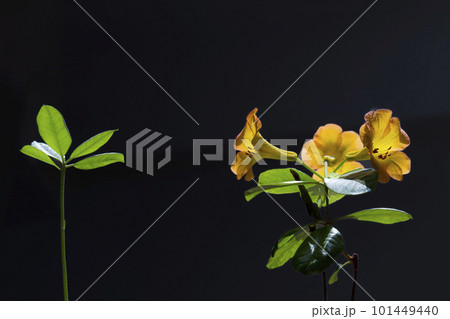 自然光の中ひかる黄色い花ビレイア 101449440