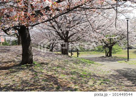 桜のある公園 101449544
