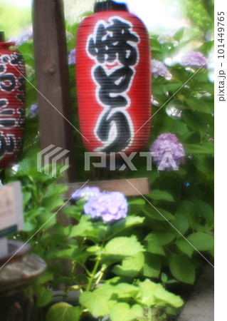 紫陽花と赤い提灯 紫陽花と赤い提灯 101449765