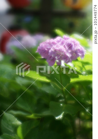 梅雨の晴れ間のアジサイ 梅雨の晴れ間のアジサイ 101449774