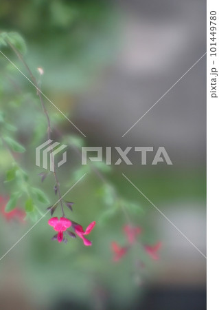 チェリーセージの花 101449780