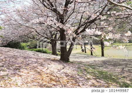 桜のある公園 101449987