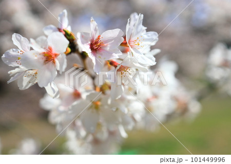 桜の花びら 101449996