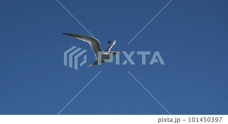 Sandwich Tern in flight, Patagonia Argentina. Sandwich Tern in flight, Patagonia Argentina. 101450397