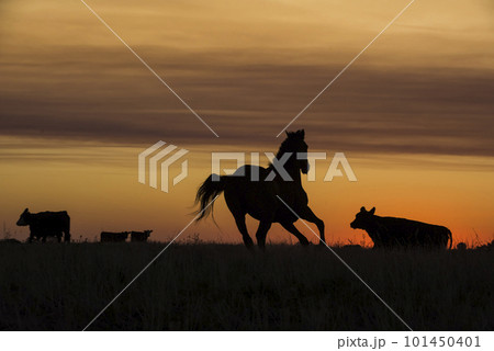 Horse silhouette at sunset, in the coutryside, La Pampa, Argentina. 101450401