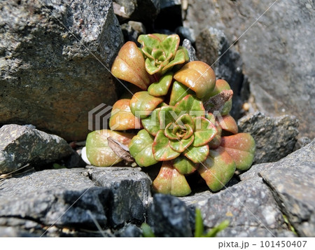 ハマボッス（男鹿半島入道崎・4/4） 101450407